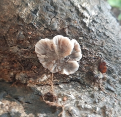 Auricularia mesenterica