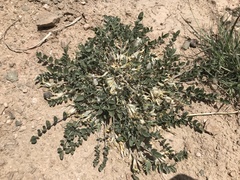 Astragalus scaberrimus