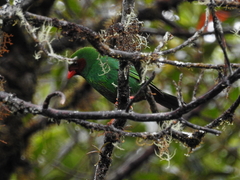 Chlorornis riefferii