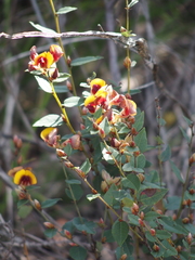Bossiaea ornata