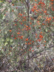 Daviesia flexuosa