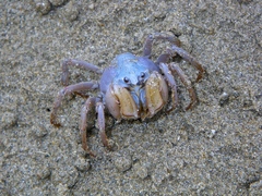 Mictyris darwinensis