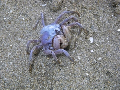 Mictyris darwinensis