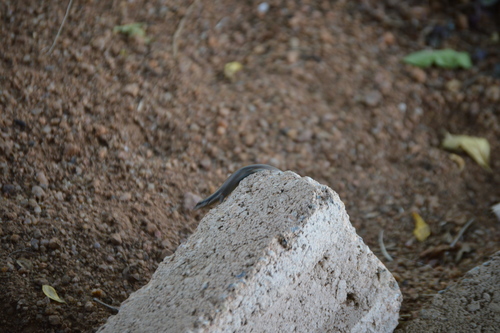 Trachylepis punctatissima