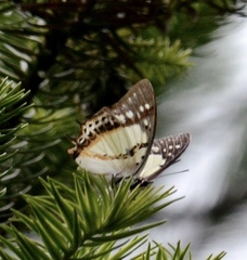 Polyura nepenthes