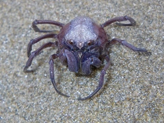 Mictyris darwinensis