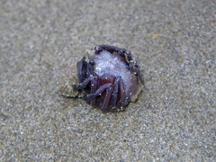 Mictyris darwinensis