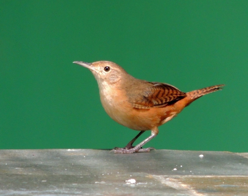 Southern House Wren