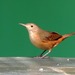 Southern House Wren - Photo (c) Helio Lourencini, some rights reserved (CC BY), uploaded by Helio Lourencini