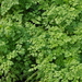 Garden Chervil - Photo (c) douneika, some rights reserved (CC BY-NC-SA)