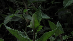Munnozia senecionidis