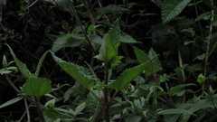 Munnozia senecionidis