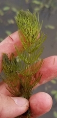 Ceratophyllum echinatum
