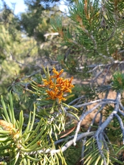 Arceuthobium divaricatum