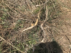 Coenonympha amaryllis