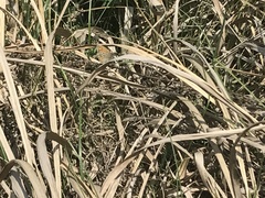Coenonympha amaryllis