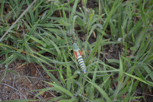 Zonocerus elegans