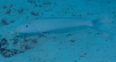 Malacanthus plumieri