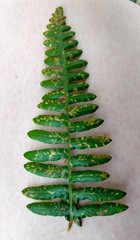 Uredinopsis pteridis