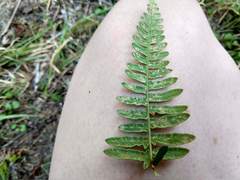 Uredinopsis pteridis