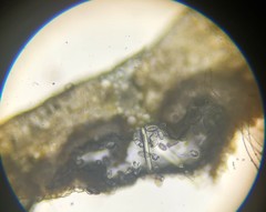 Uredinopsis pteridis