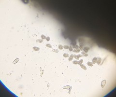 Uredinopsis pteridis