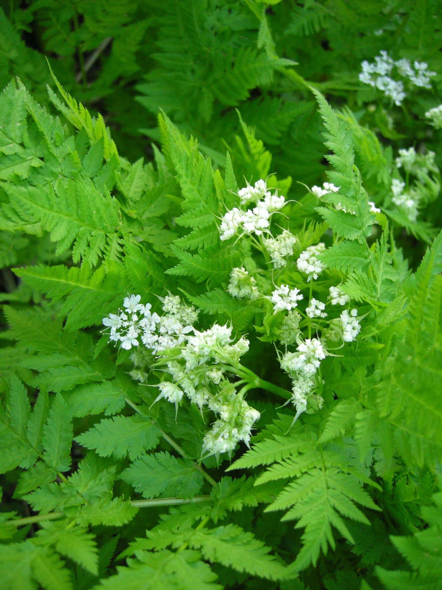Myrrhis odorata
