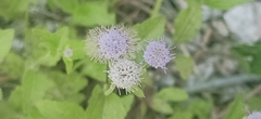 Praxelis clematidea