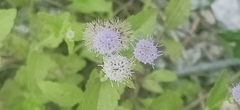 Praxelis clematidea