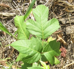 Toxicodendron radicans negundo