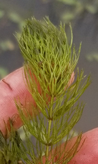 Ceratophyllum echinatum
