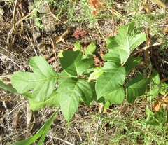 Toxicodendron radicans negundo