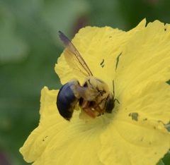 Xylocopa sinensis
