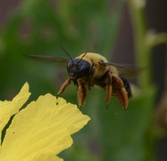 Xylocopa sinensis