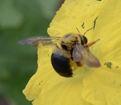 Xylocopa sinensis