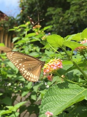 Euploea core