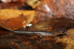 Cerro Pital Salamander photo 2