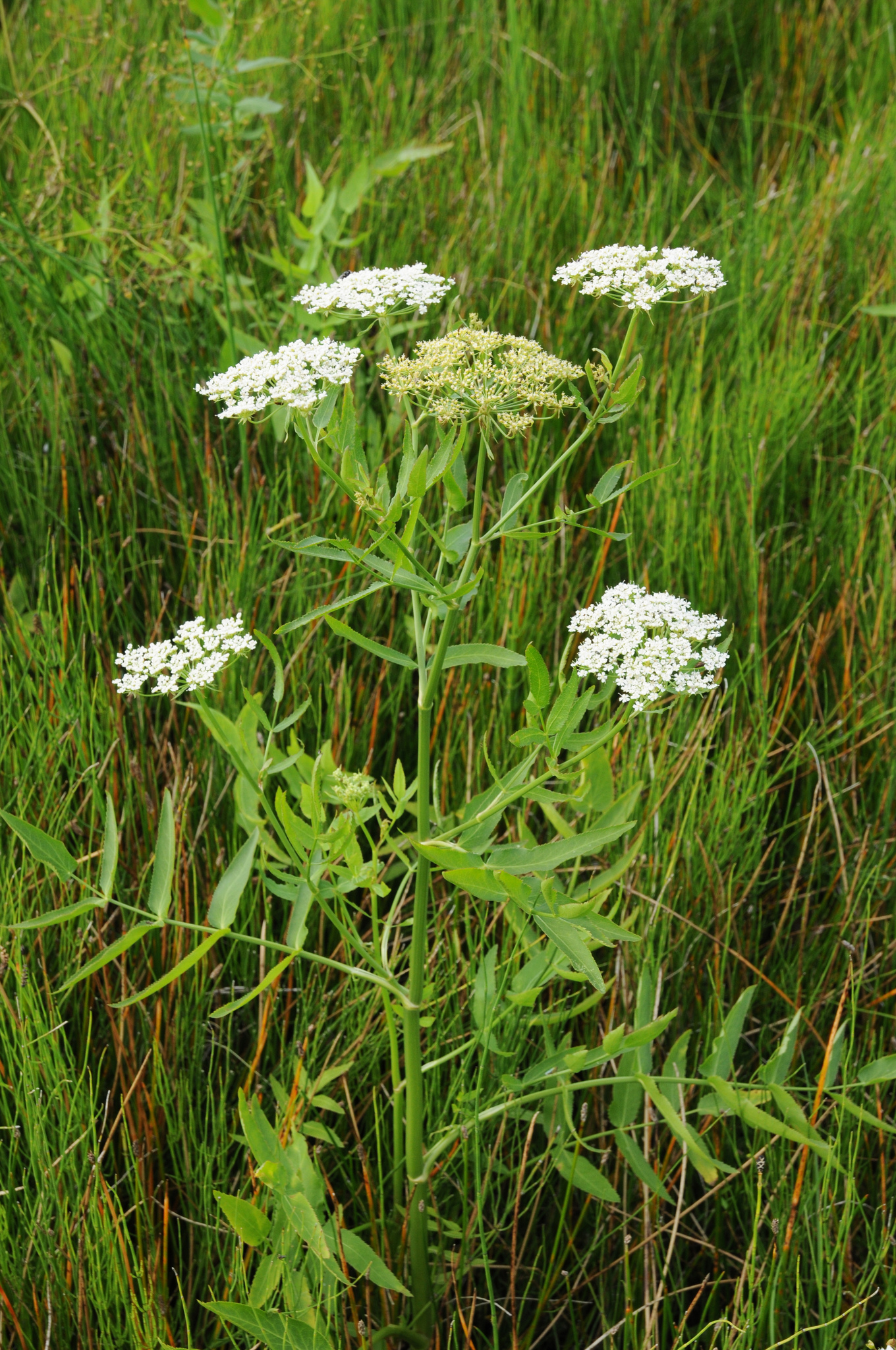 Sium latifolium