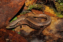 Abronia moreletii salvadorensis