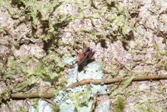 Hyperyboella orphania