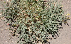 Astragalus douglasii parishii