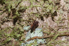 Hyperyboella orphania