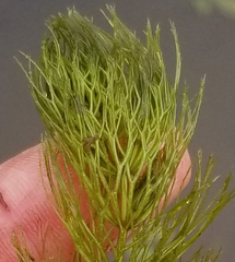 Ceratophyllum echinatum