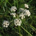 Parsley Water-Dropwort - Photo (c) fabelfroh, some rights reserved (CC BY-NC-SA)