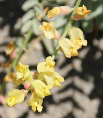 Astragalus douglasii parishii