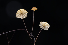 Marasmius crinis-equi