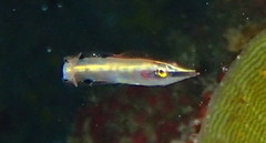 Lucayablennius zingaro