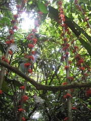 Urera caracasana