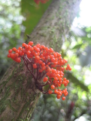 Urera caracasana