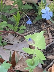 Leptotes marina